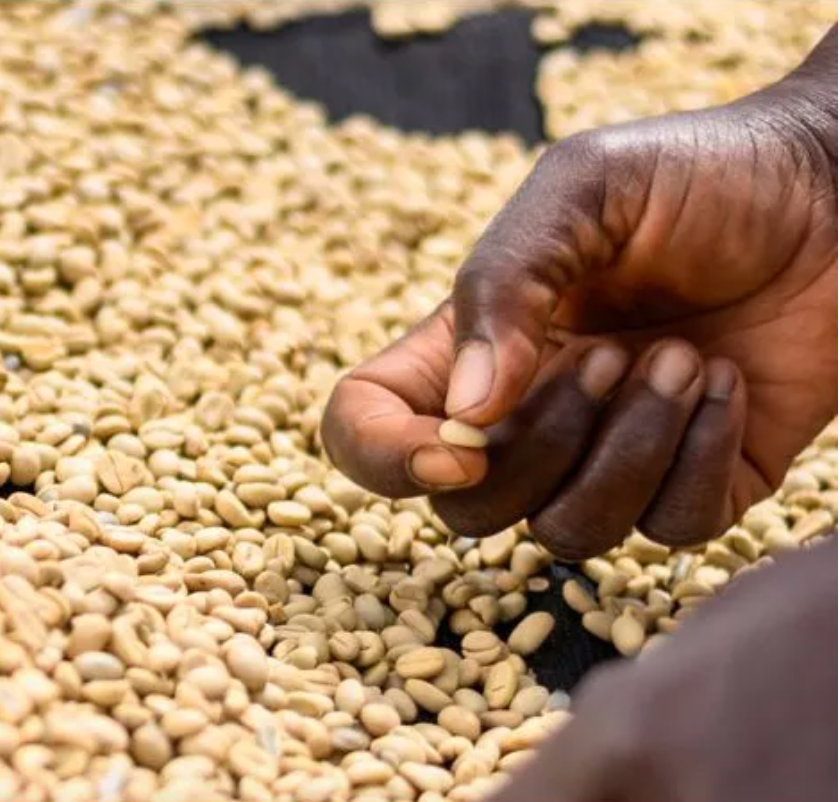 Coffee Beans