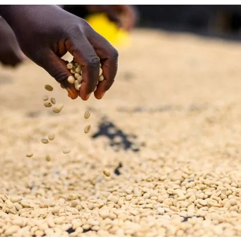 Kenya AA Kamundu Estate