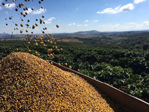 Castanhas do Brazil, Cocatrel Cooperative