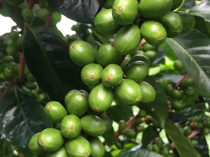 Indonesia Ara Cahayani Gayo – Wet Hulled