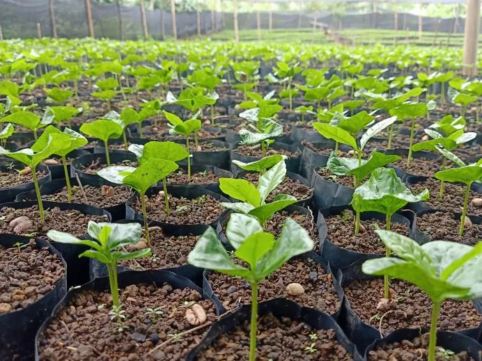 Indonesia Ara Cahayani Gayo – Wet Hulled