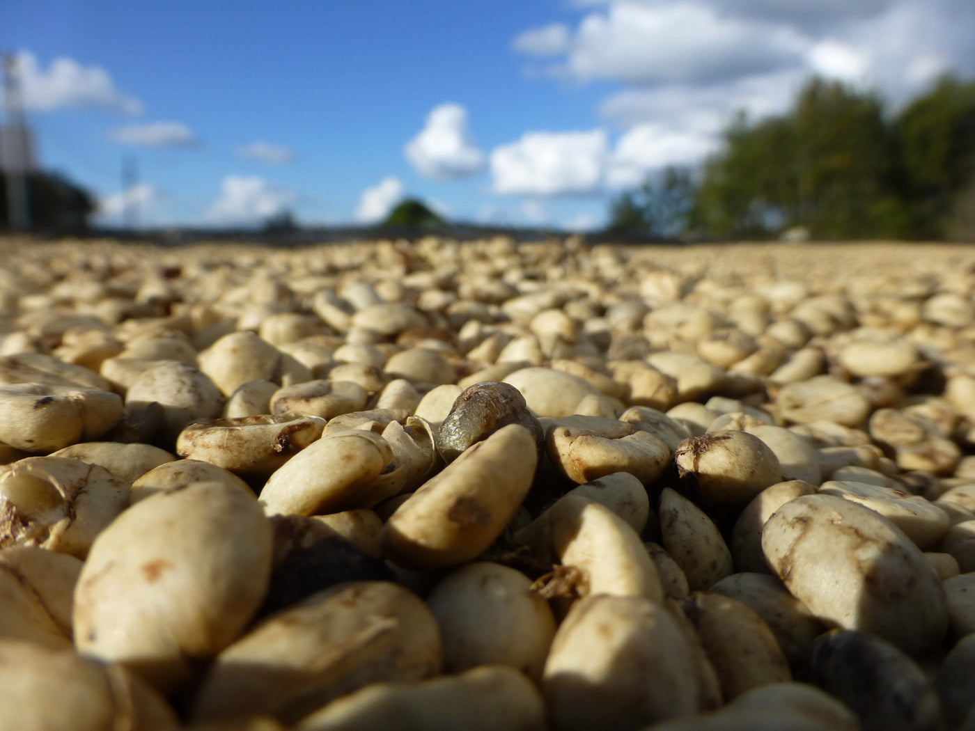 Castanhas do Brazil, Cocatrel Cooperative