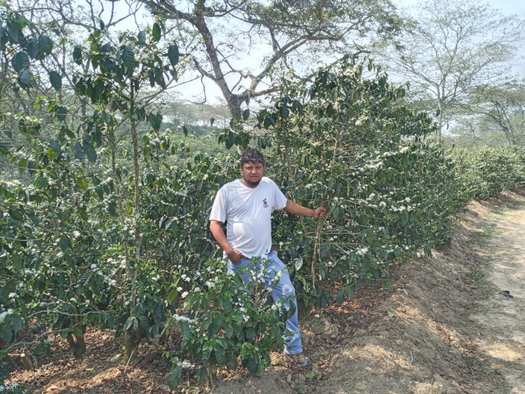 Honduras La Paz Montecillos - GoatHerd Coffee