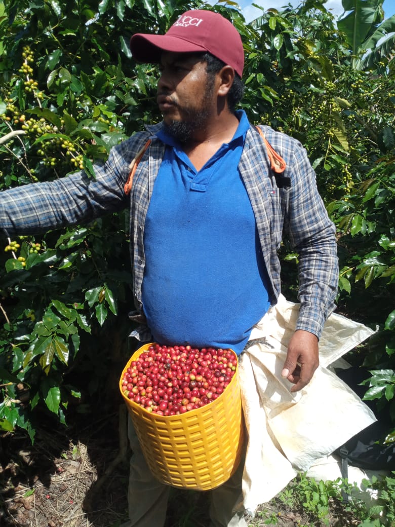 Honduras La Paz Montecillos - GoatHerd Coffee