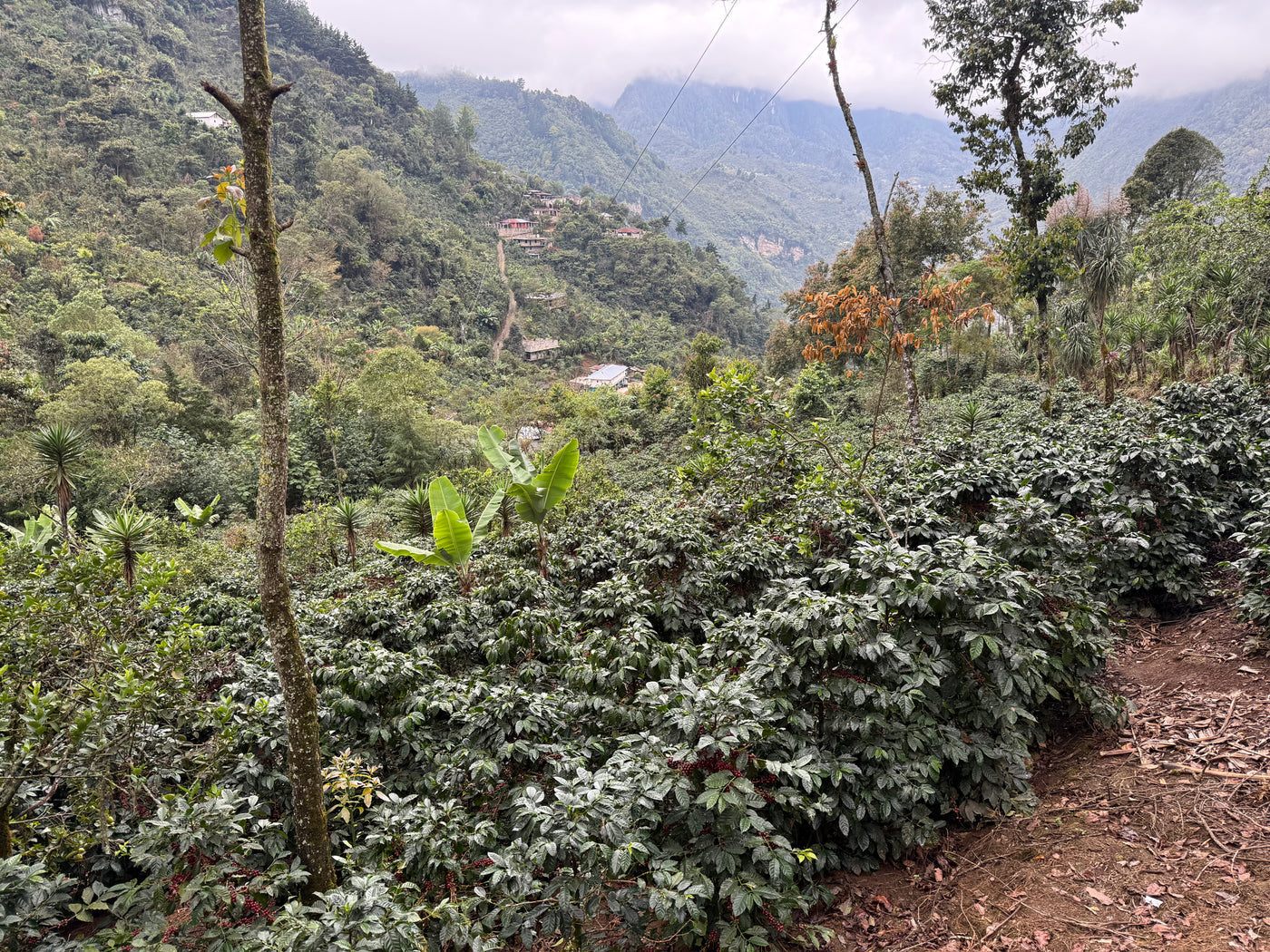 La Bolsa, Vides Family, Guatemala