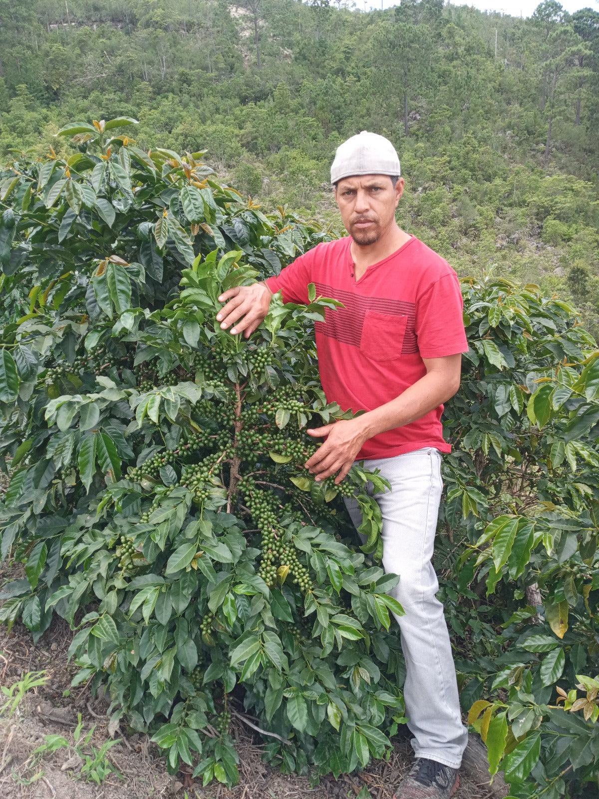 Honduras La Paz Montecillos - GoatHerd Coffee