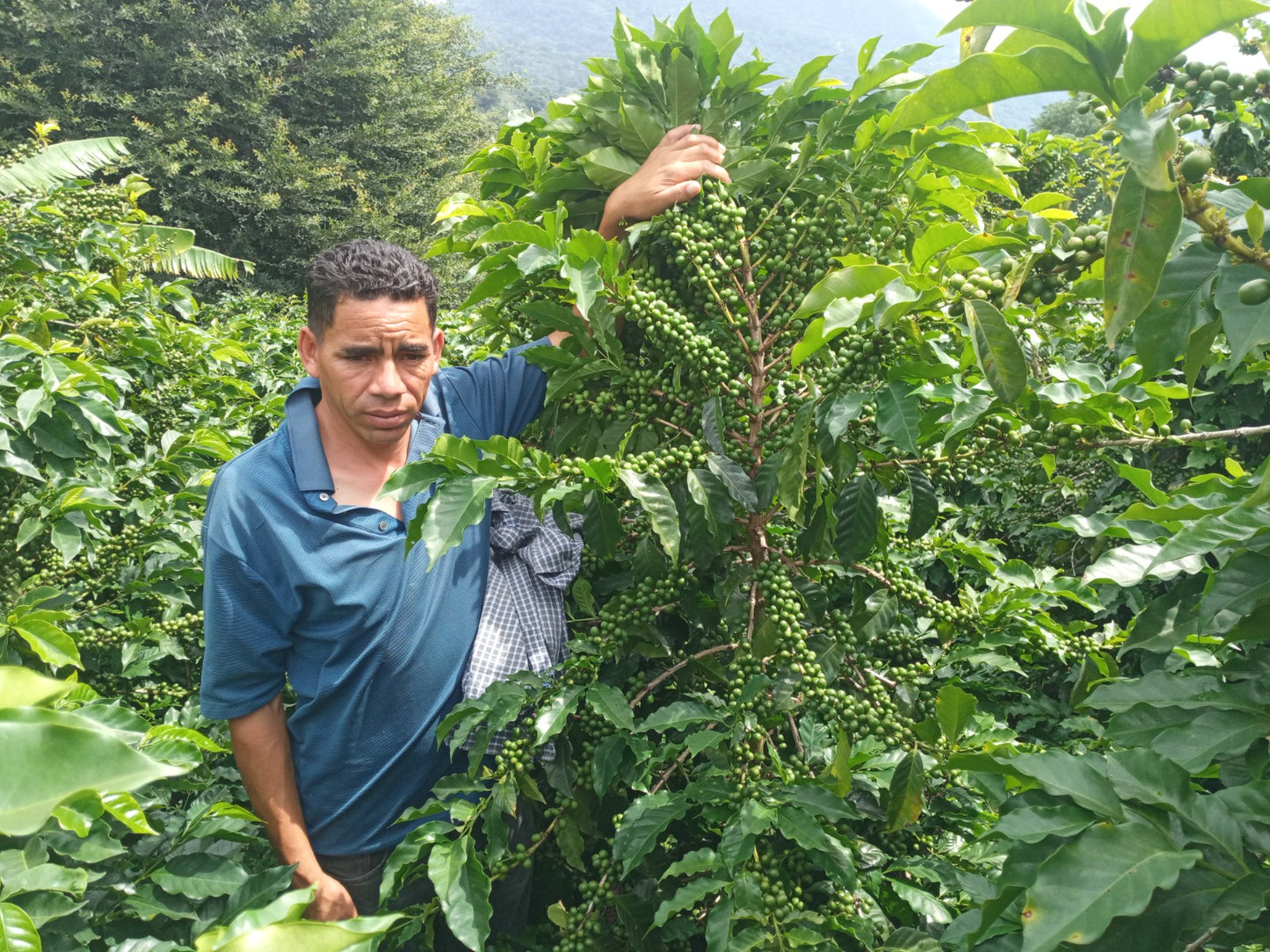 Honduras La Paz Montecillos - GoatHerd Coffee