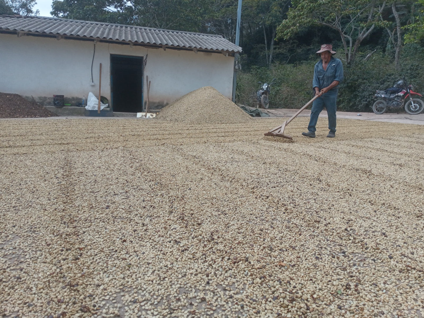 Honduras La Paz Montecillos - GoatHerd Coffee