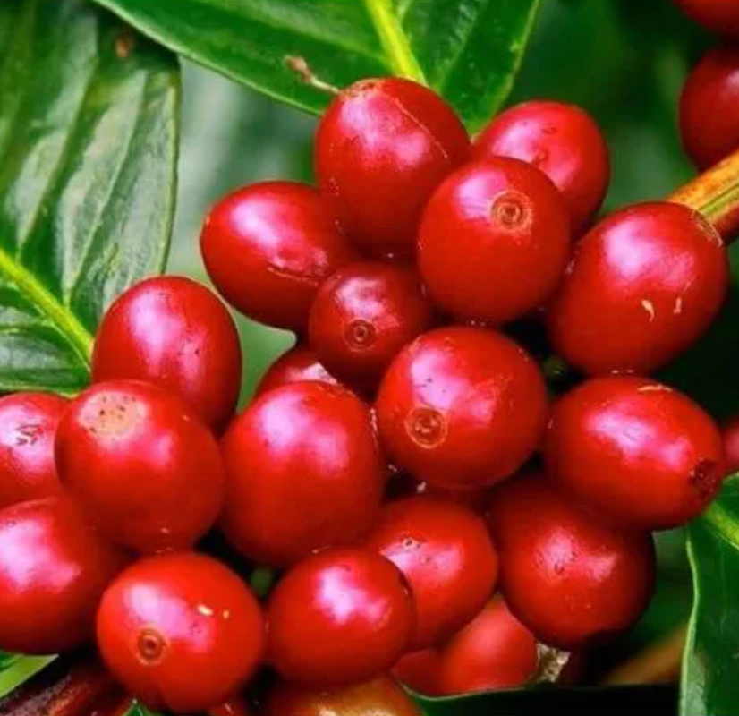 Brazil Moka Amora Fine Cup Peaberry - GoatHerd Coffee