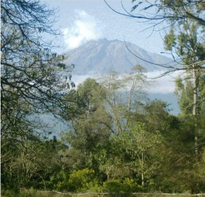 Tanzania AA Mondul Estate Washed