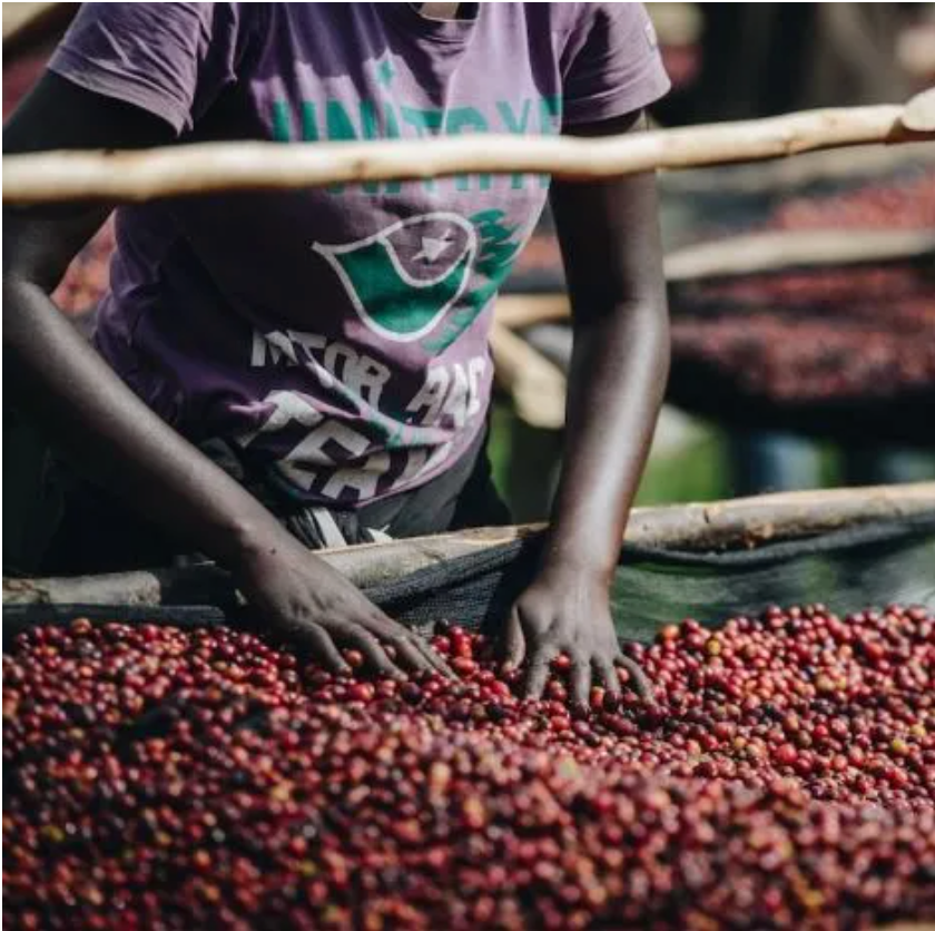 Rwanda Gasharu Anaerobic Natural