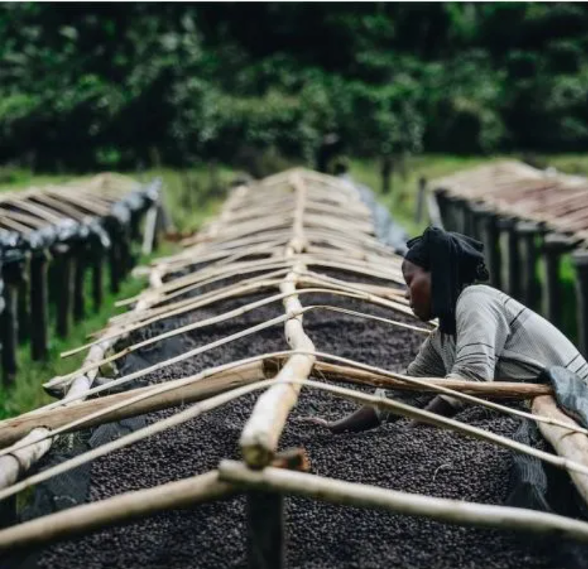 Rwanda Gasharu Anaerobic Natural
