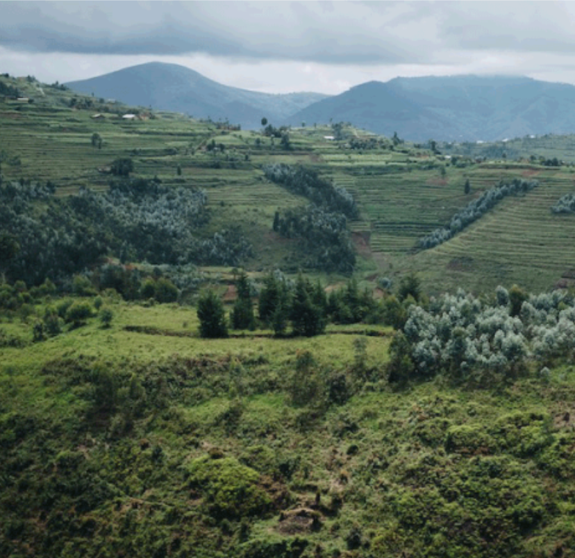 Rwanda Gasharu Anaerobic Natural