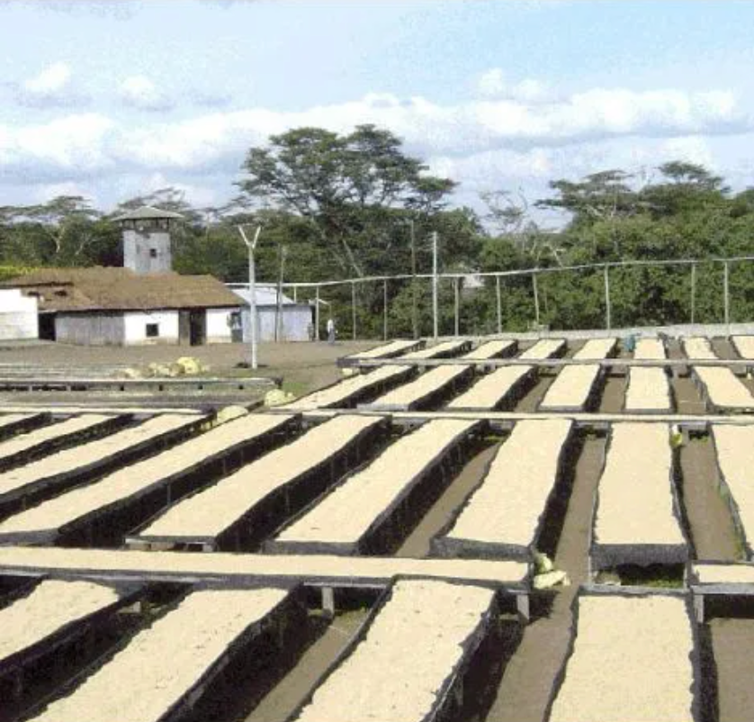 Tanzania AA Mondul Estate Washed