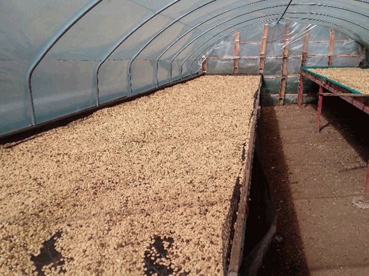 Papua New Guinea Okapa Washed