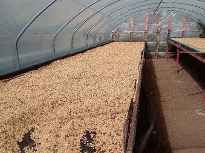 Papua New Guinea Okapa Washed