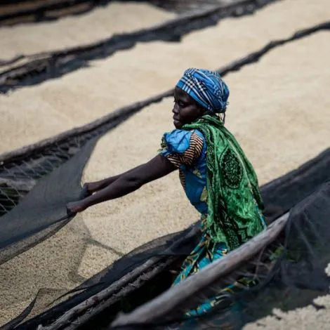 Rwanda FW 15+ Muhondo Coko - GoatHerd Coffee