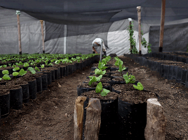 Guatemala Finca La Hermosa Gesha Natural