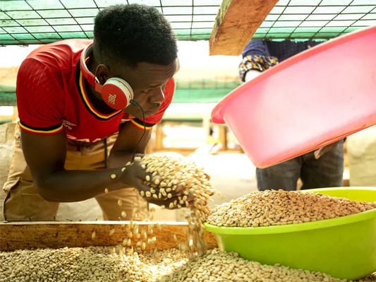 Uganda – Wanale Ridge (Fully Washed)