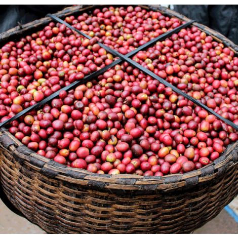 Uganda Sironko Natural - GoatHerd Coffee