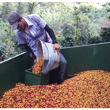 Costa Rica Finca Santa Elena Honey