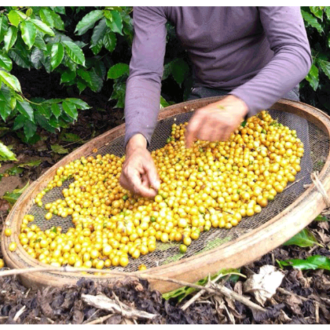 Brazil Sitio Serra Negra Natural - GoatHerd Coffee
