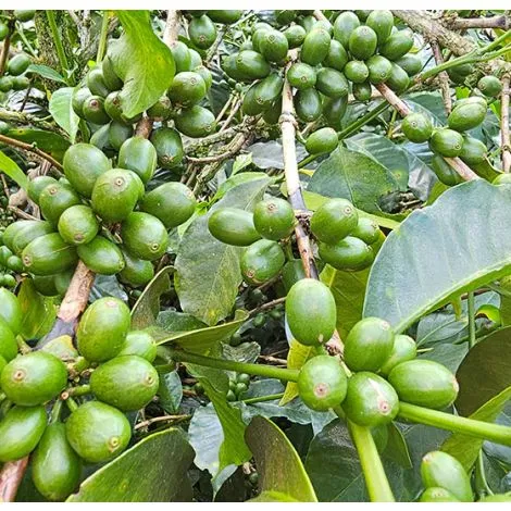 Colombia Finca El Plan Pacamara - GoatHerd Coffee