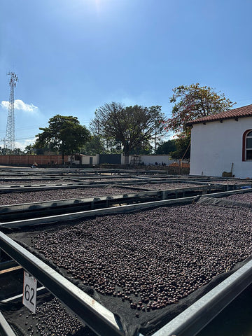 Santa Ana, El Borbollon, El Salvador - Washed