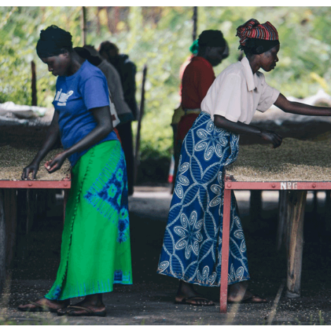 Rwanda FW 15+ Muhondo Coko - GoatHerd Coffee
