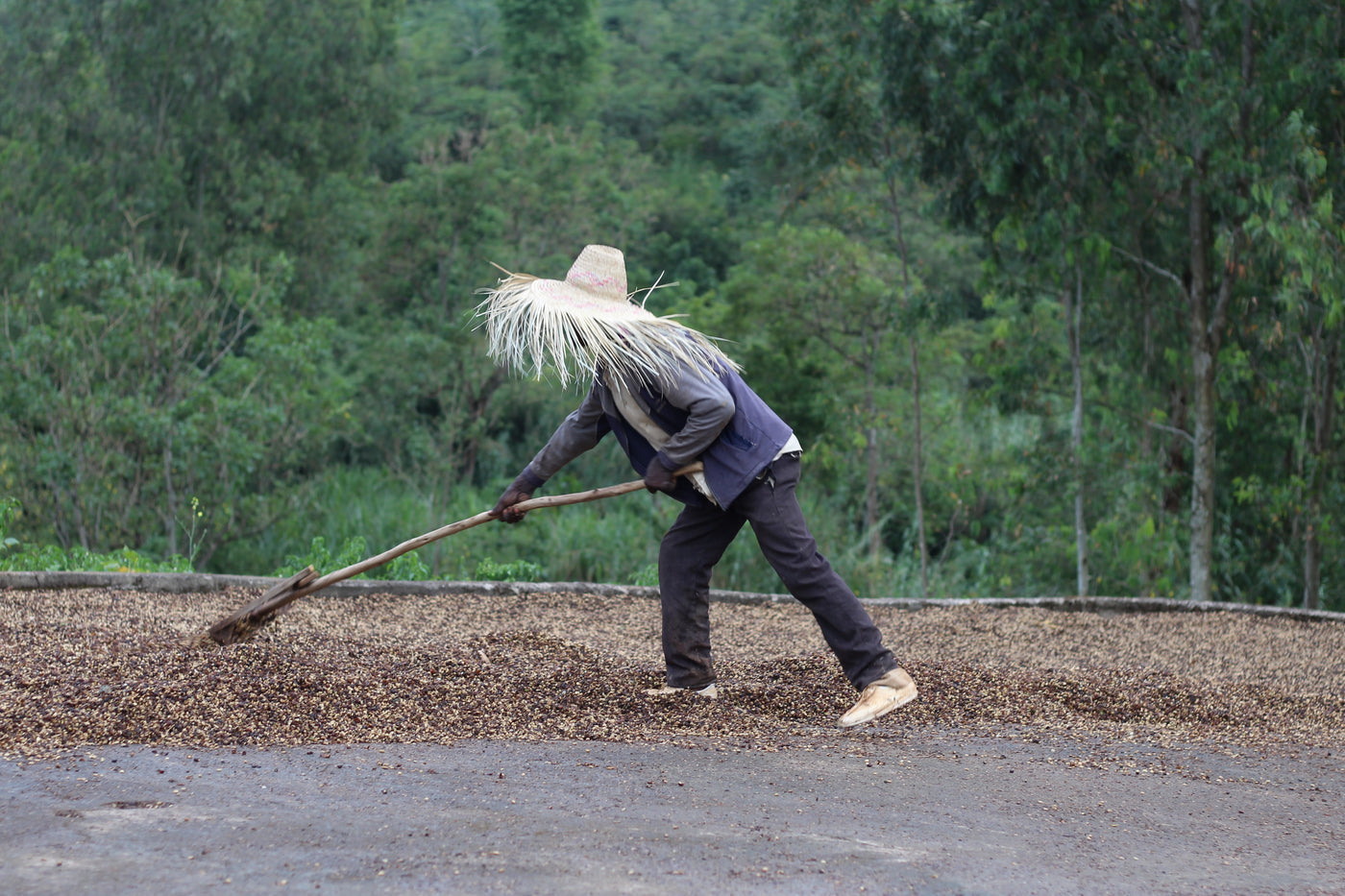 Taferi Kela - Bette Buna - Ethiopia - Washed