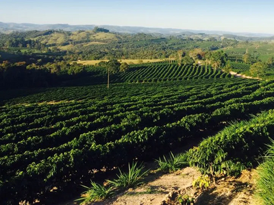 Brazil Eagle Mogiana – Natural