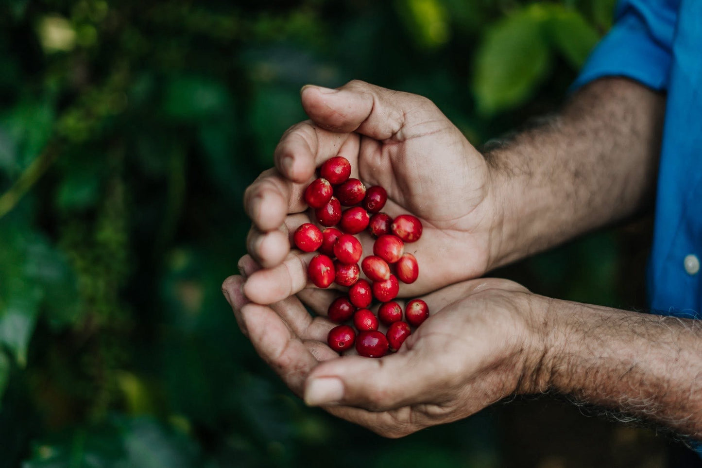 Honduras Otoro