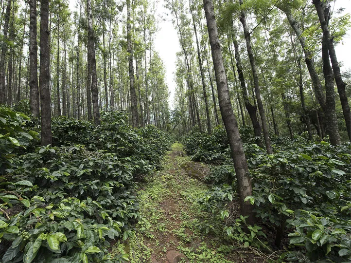 Ratnagiri Reserve – Hemavathi