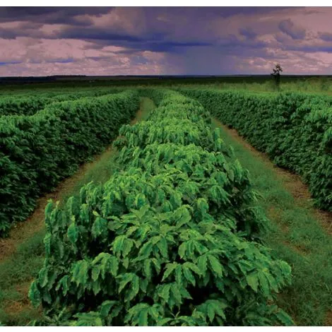 Brazil Tropical Bahia - GoatHerd Coffee