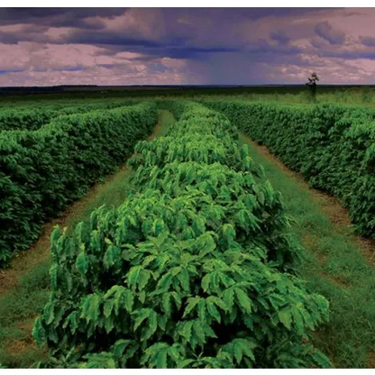 Brazil Tropical Bahia - GoatHerd Coffee