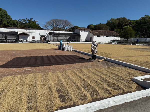 Santa Ana, El Borbollon, El Salvador - Washed