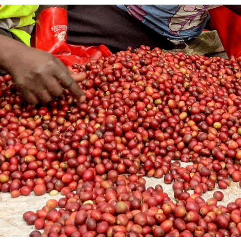 Uganda Sironko Natural - GoatHerd Coffee