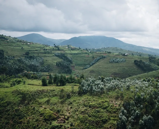 Rwanda FW 15+ Muhondo Coko - GoatHerd Coffee