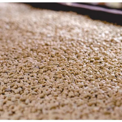 Ethiopia Ky Kebero Fully Washed - GoatHerd Coffee