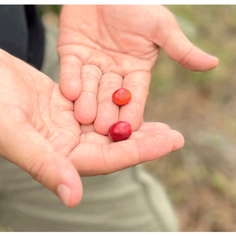 Guatemala Finca La Hermosa Ethiopia Gesha