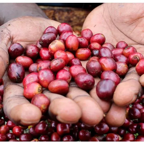 Uganda Sironko Natural - GoatHerd Coffee