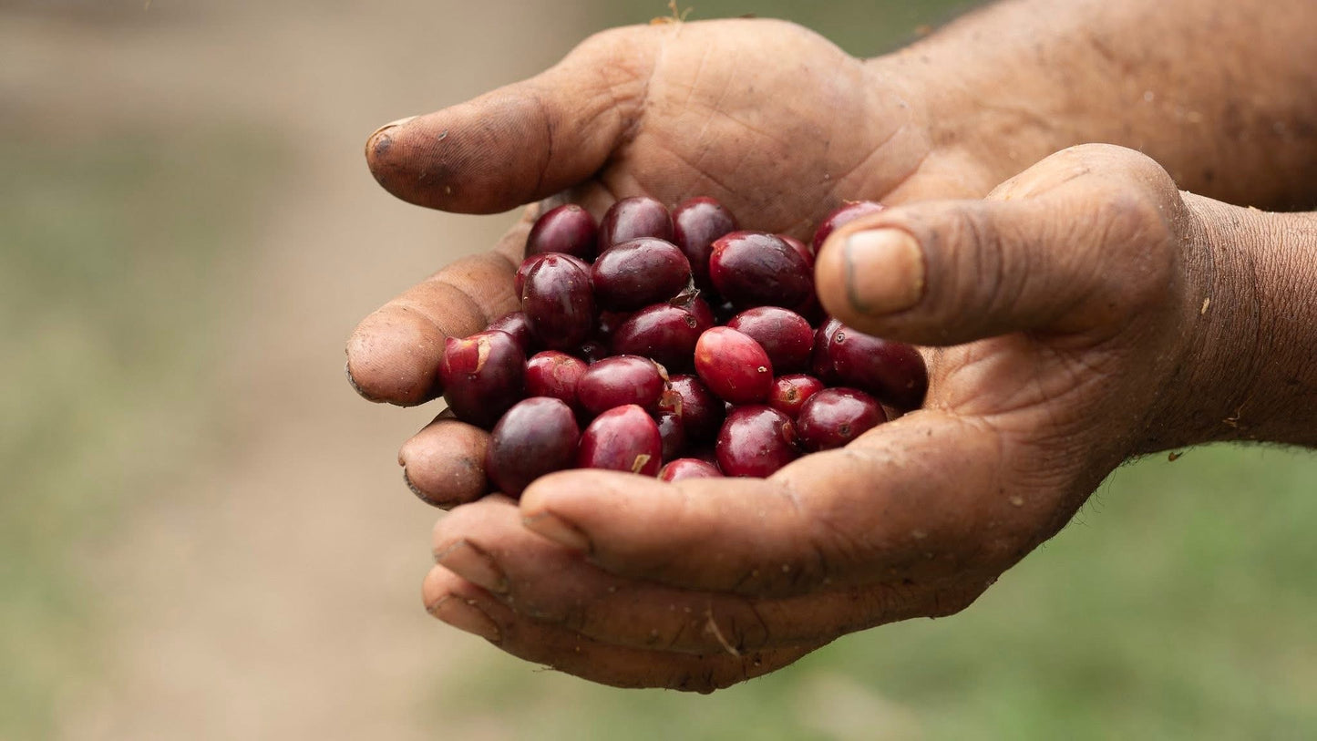 Honduras Otoro
