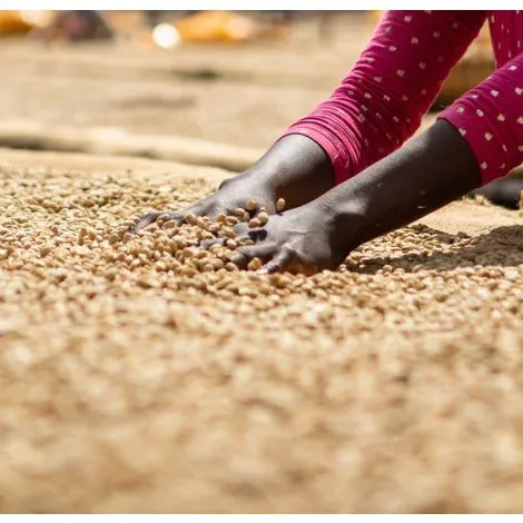 Ethiopia Ky Kebero Fully Washed - GoatHerd Coffee
