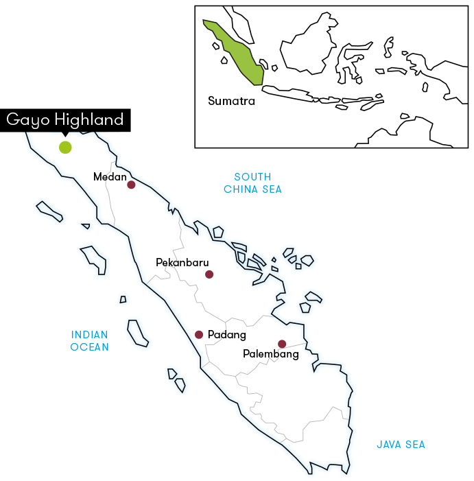 Indonesia Ara Cahayani Gayo – Wet Hulled