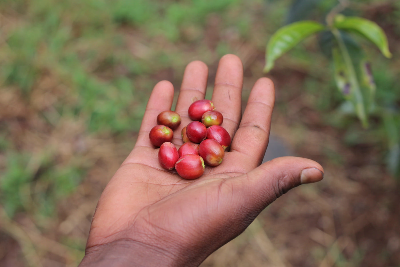 Taferi Kela - Bette Buna - Ethiopia - Washed