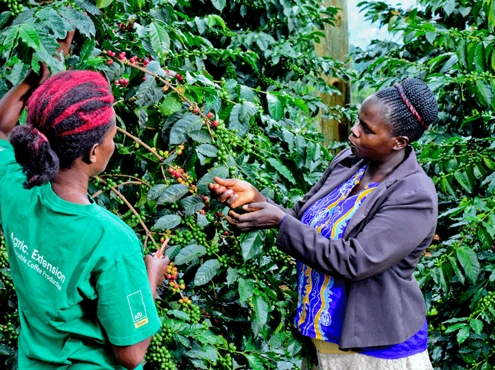 Uganda Sironko Natural - GoatHerd Coffee