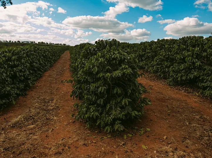 Brazil Eagle Mogiana – Natural