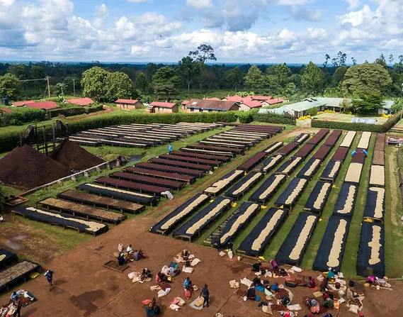 Kenya AA Kamundu Estate