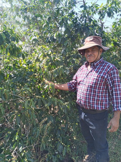Honduras La Paz Montecillos - GoatHerd Coffee