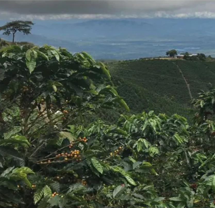 Colombia Dulima - Single Origin - GoatHerd Coffee